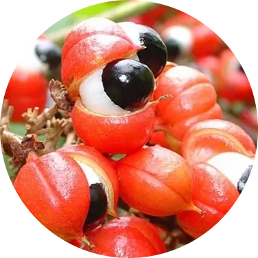 Red guarana fruits split open to show white pulp and black seeds